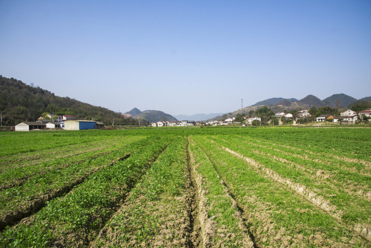 农田乡村风光