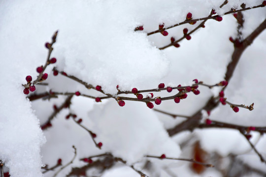 梅花雪