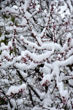 杏花雪