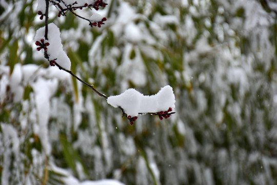 杏花雪