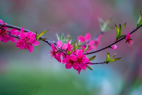 阳春三月桃花盛开