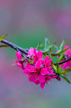 阳春三月桃花盛开