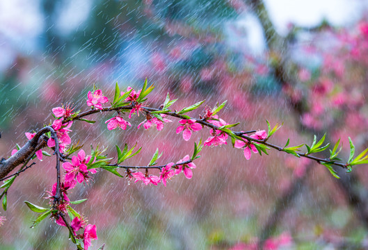 阳春三月桃花盛开