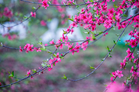 阳春三月桃花盛开