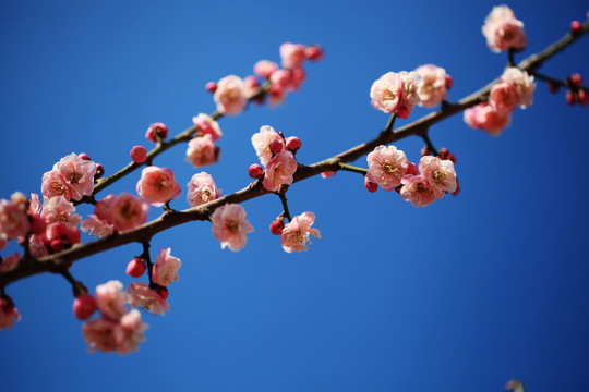 梅花盛开