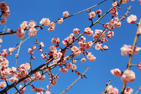 梅花盛开