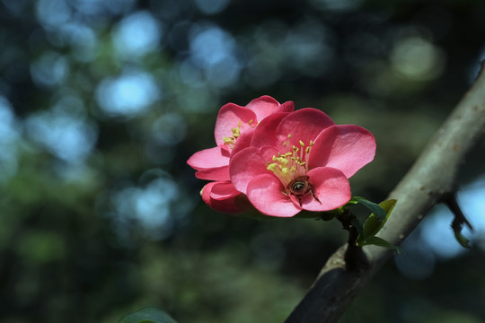 迎春花