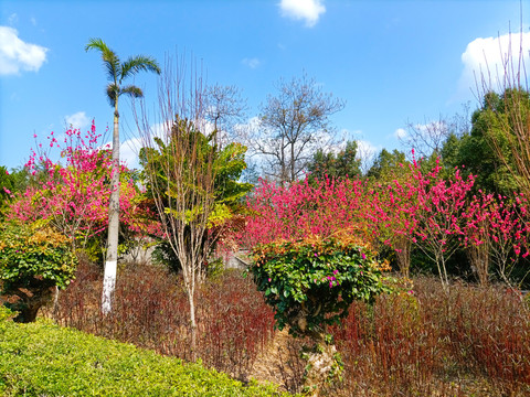 公园风景