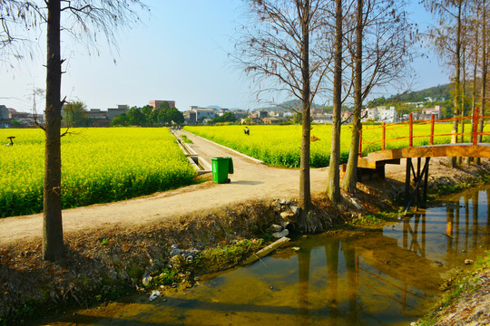 京梅村油菜花田