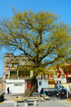 广场古树