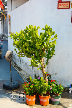 多肉植物