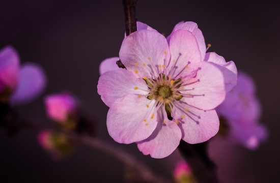 梅花