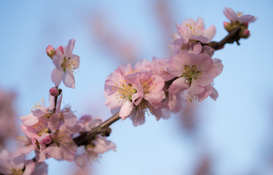 梅花