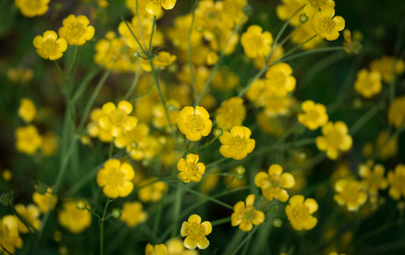 黄花