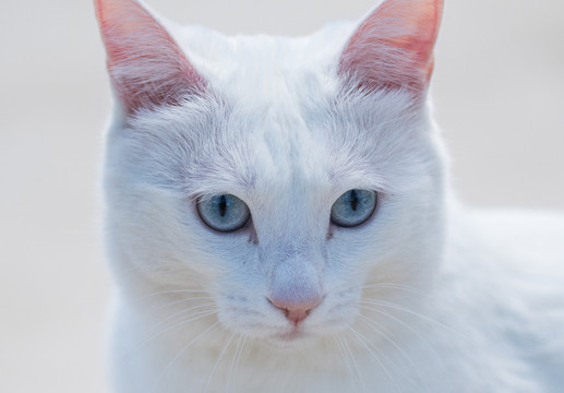 白猫