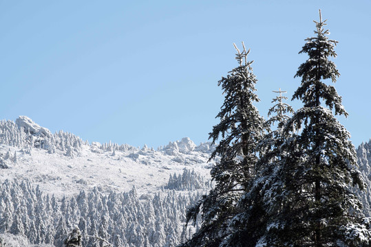 湖北神龙架雪松雪山