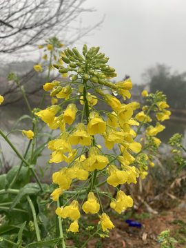 油菜花