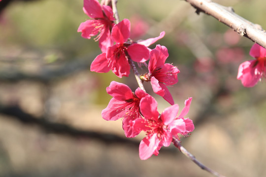 桃花