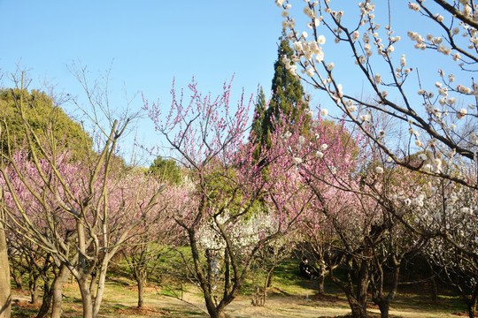 梅花林