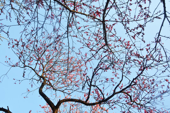 梅花花枝与天空