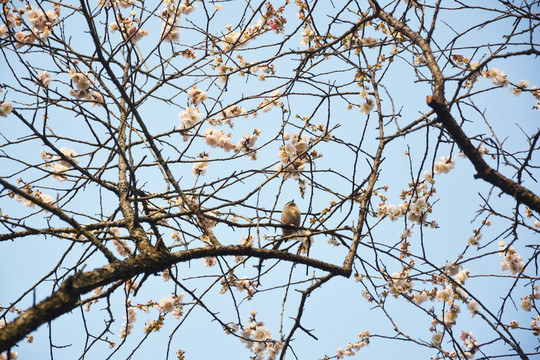 仰拍梅花