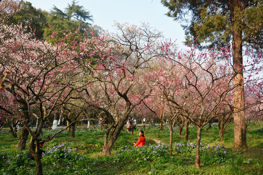 梅林春暖花开