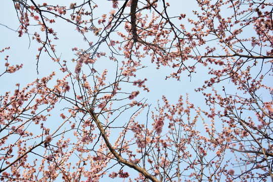 梅花与天空