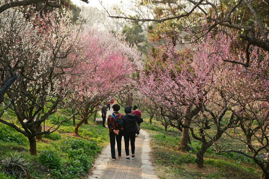 一起走花路