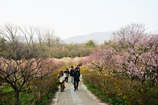 景观花道