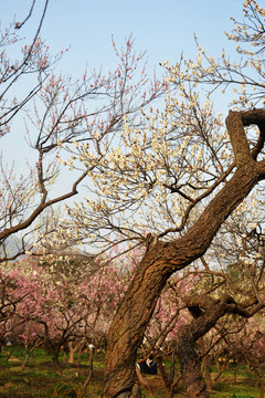 梅花树