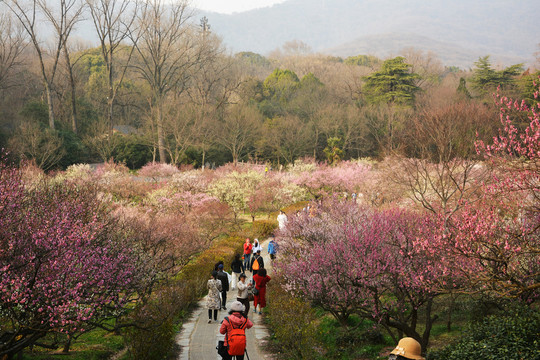 梅花小路