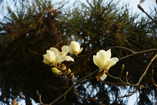 玉兰花与松枝