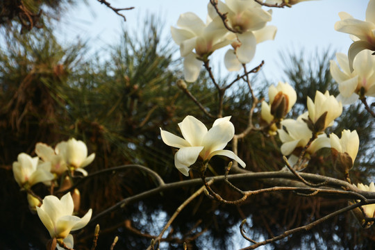 玉兰花枝