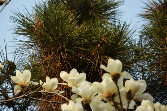 玉兰花开