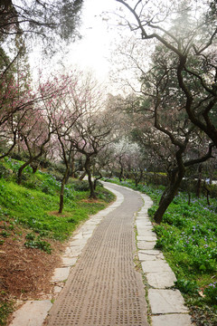 梅园小路