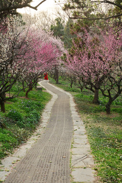 花间小路