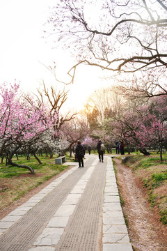 景观花道