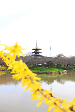 武汉东湖樱花园