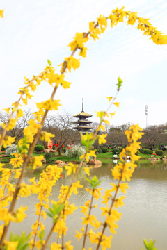 武汉东湖樱花园