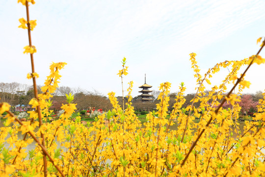 武汉东湖樱花园