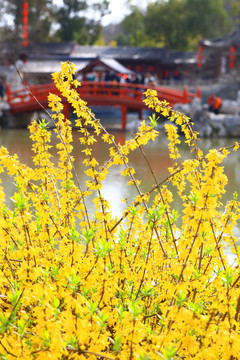 武汉东湖樱花园
