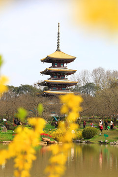 武汉东湖樱花园