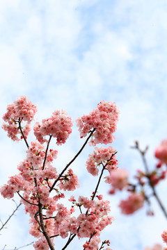 武汉东湖樱花园