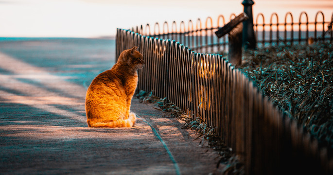 公园里晒太阳的猫