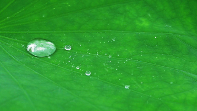 雨中的荷叶特写水滴雨珠水珠