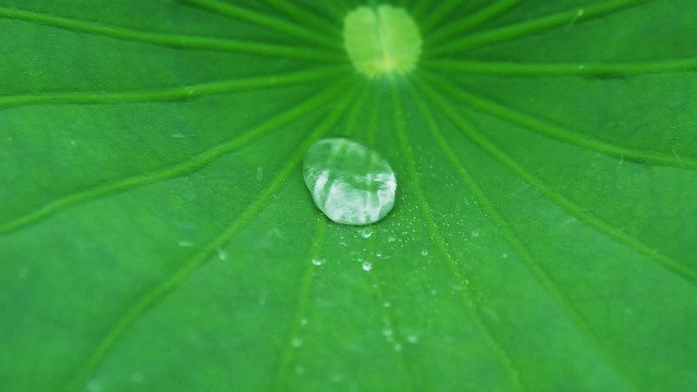 雨中的荷叶特写水滴雨珠水珠