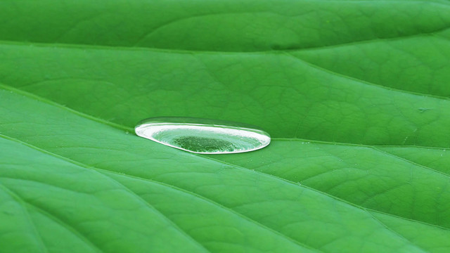 雨中的荷叶特写水滴雨珠水珠