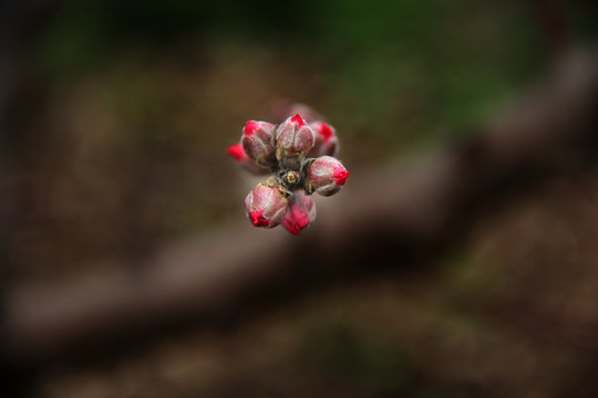 三月桃花