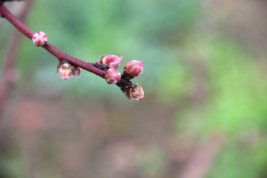 雨露桃花