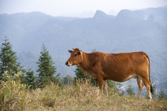 高山黄牛